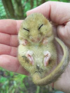 In cool weather dormice become torpid to conserve energy.